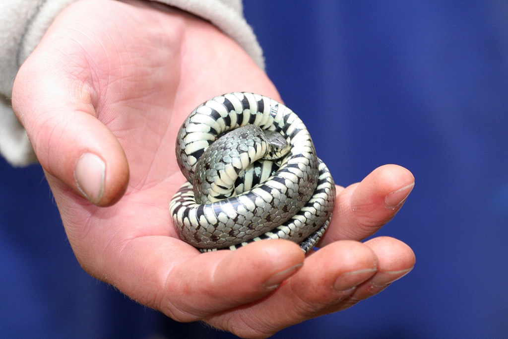 ������ �����