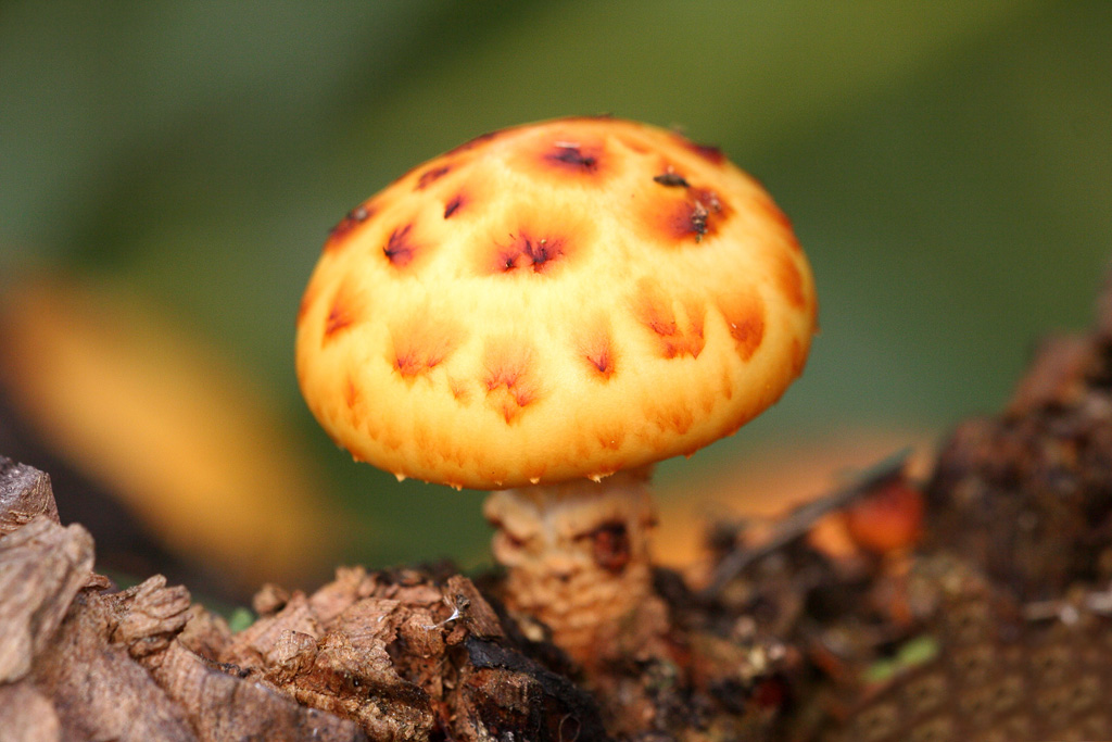   - Pholiota sguarrosa (Fr.) Kumm.