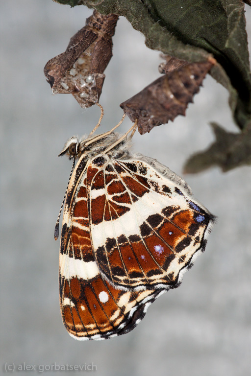 ���������� �����������