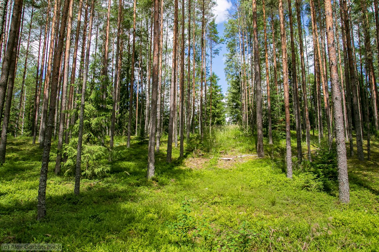��� ��������