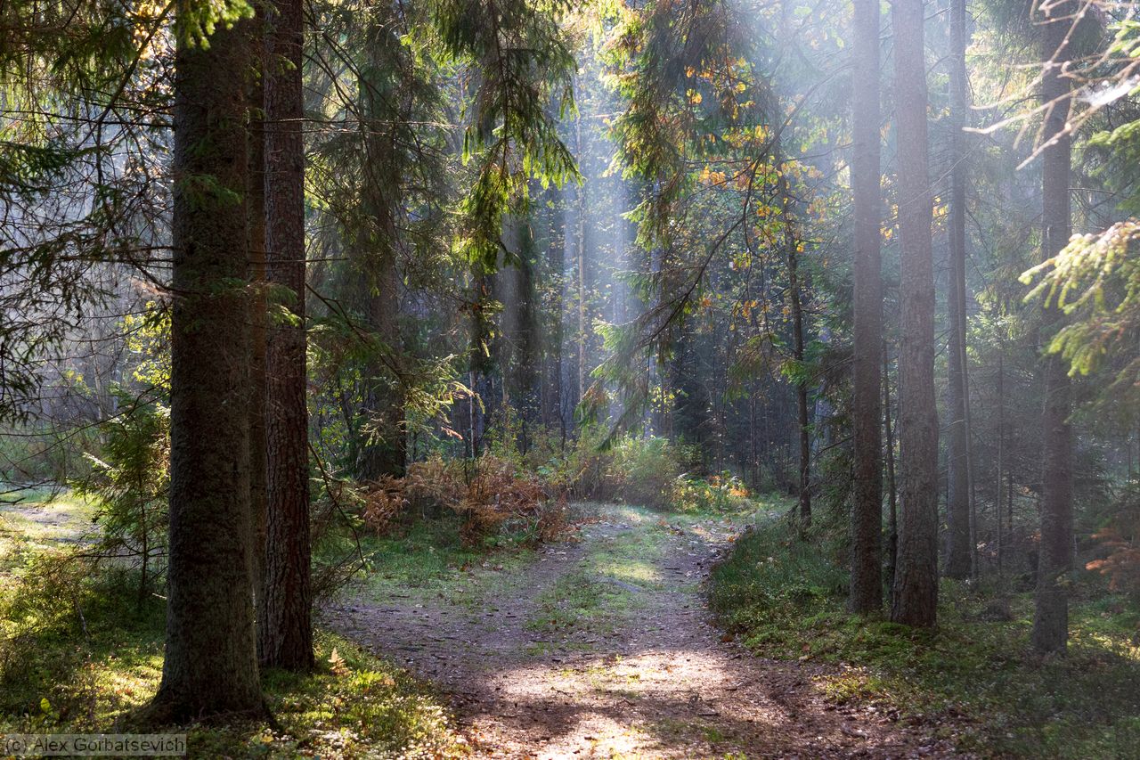 �������� ����