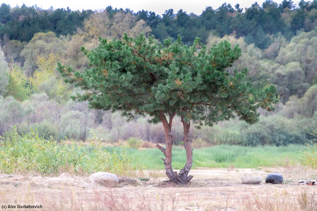 ������� �������