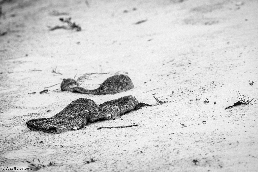 ������� �������������