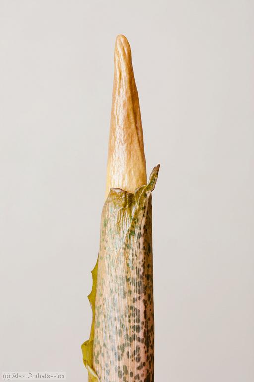 9 ������