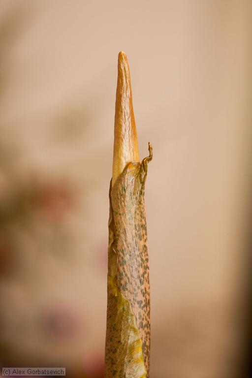 9 ������