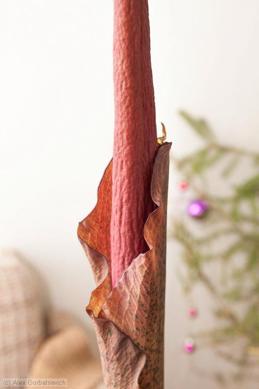 13 ������