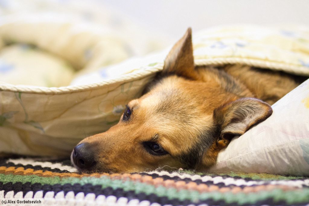 ����� �����