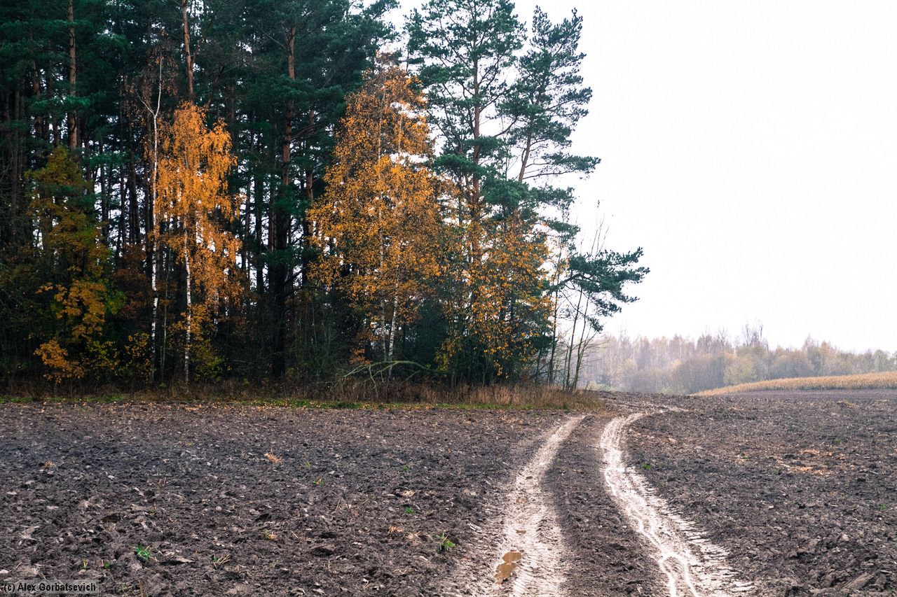 полями
