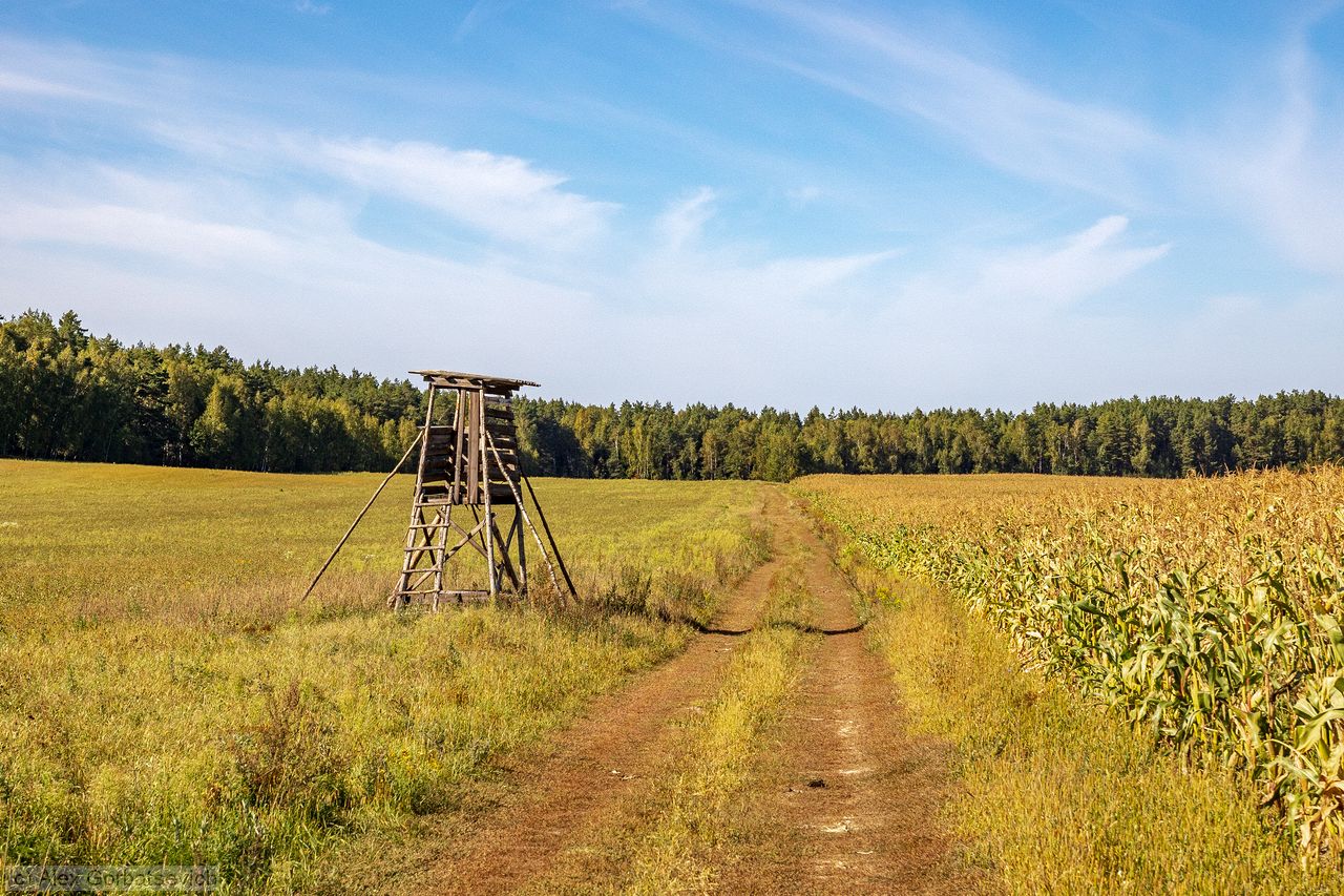 полевая дорога