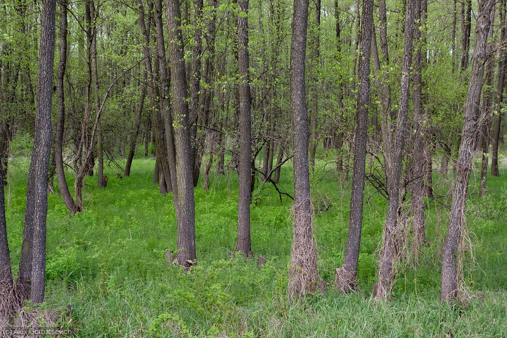 Ольха в лесу фото